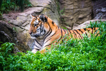 Peaceful Amur TIger