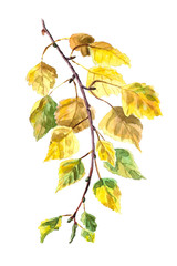 Watercolor birch twig isolated on a white background