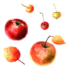 Watercolor apples isolated on a white background
