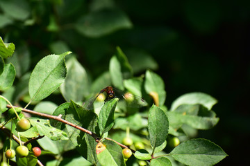 赤とんぼ　正面から