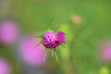 コスモスの蕾を正面から