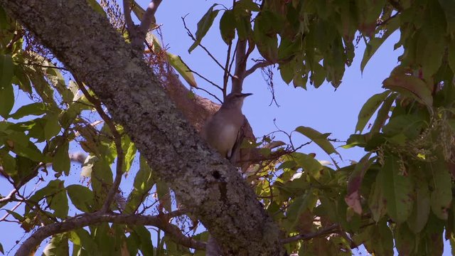 Northern mockingbird on a leafy branch. 25 sec/24 fps. 40% speed. Clip 4