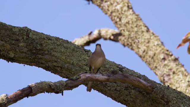 Northern mockingbird on a large branch. 50 sec/60 fps. Original speed. Clip 7