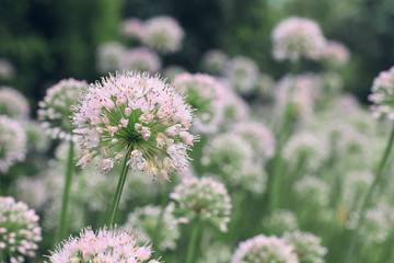 Wild onion flowers (allium) in the field