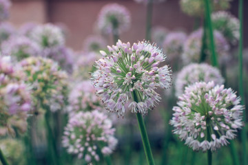 Obraz premium Wild onion flowers (allium) in the field