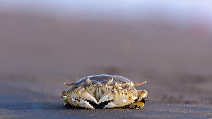 baby crab beside the sea shore