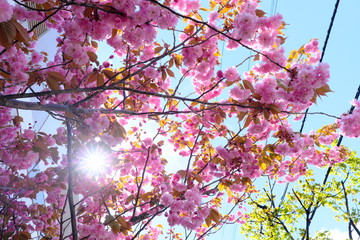 日本の桜