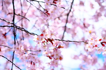 日本の桜