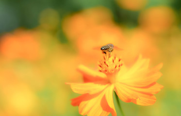 Flying Honey Bee collecting pollen on yellow flower
