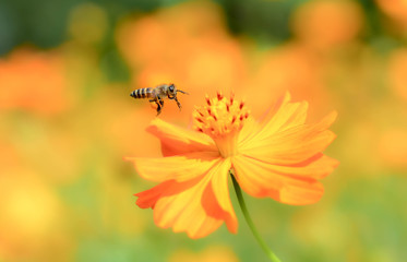 Flying Honey Bee collecting pollen on yellow flower