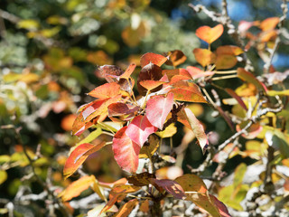 Kultur-Birne (Pyrus communis L.) mit gelbe bis orangerote blätter Spätsommer
