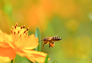 Flying Honey Bee collecting pollen on yellow flower
