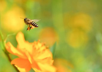 Flying Honey Bee collecting pollen on yellow flower
