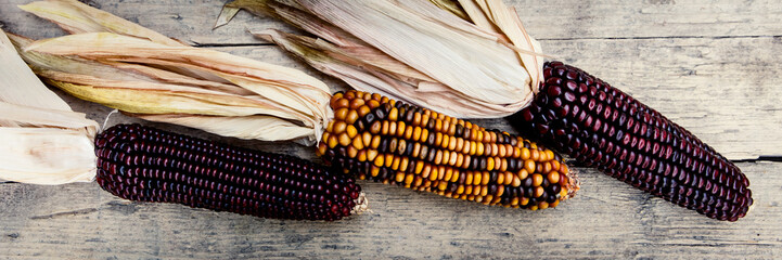 Panorama, drei Maiskolben auf Holzuntergrund