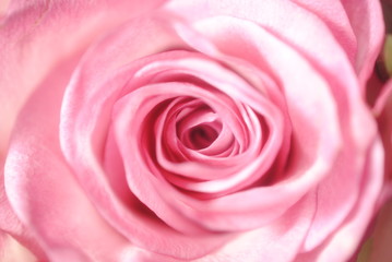 Fototapeta na wymiar 薔薇　季節　バラ　自然　プレゼント　ギフト　感謝