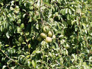 (Pyrus communis L.) Hübsche Birne, die gereift wird mit glänzend dunkelgrün blätter