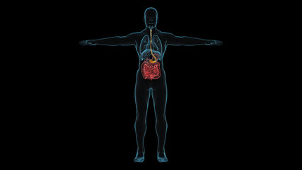 Obraz premium X-Ray full body blue color see through have liquid flow to stomach red color hi-light with 3d rendering.