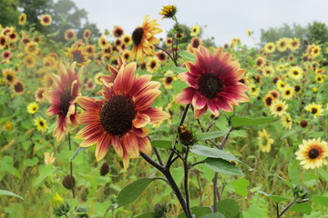 Sunflower Group