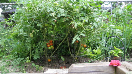 Fototapeta na wymiar Tomato Garden