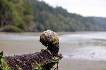 Low tide at Hood Canal Washington