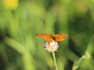 orange butterfly on a flower