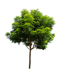 Fototapeta premium Isolated tree on white background