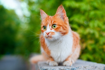One red and white color cute cat, tree branch green leaves background close up, green eyes ginger furry pretty kitty in summer garden, young fluffy orange pussycat, yellow kitten on street, copy space