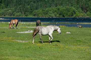 Obraz na płótnie Canvas Horses graze on the banks of the river. Green grass and blue water in the river.