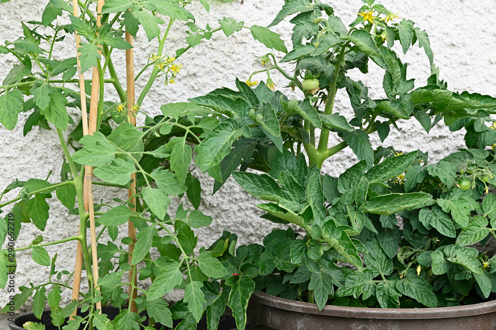 Canvas Prints small green fruit tomato in a pot.