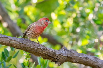 beautiful red house finch perched on small twig