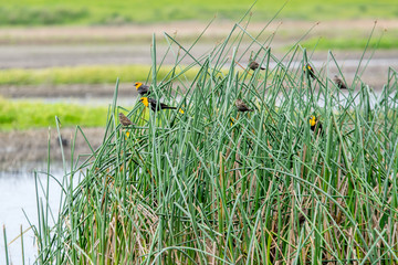 Flock of yellow headed blackbirds perched in tall reeds.