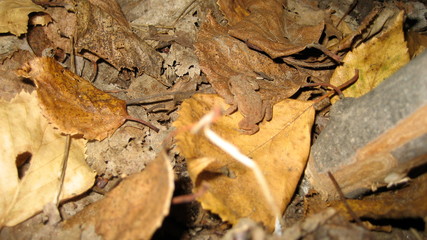 Wood Frog