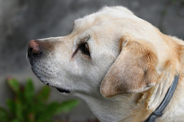 Detail of an old dog's cream-colored retriever head.