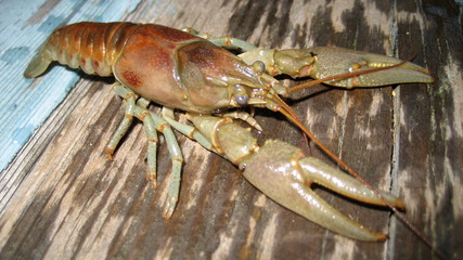 Crawfish 