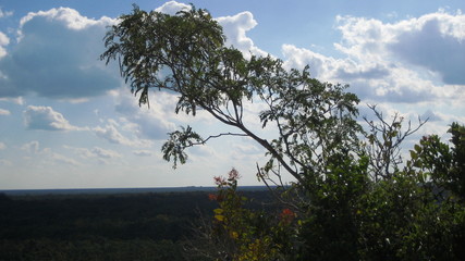 Tree above Forest