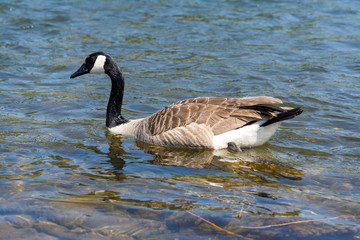 Canada goose swimming in clear water alone.