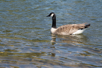 Canada goose swimming in clear water alone.