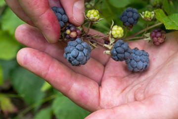 Naklejka na ściany i meble The woman collects blackberries, substituting an open left palm under a bunch of several berries, with the right hand removing the ripe berry from the fruit stem on background of blurred green leaves