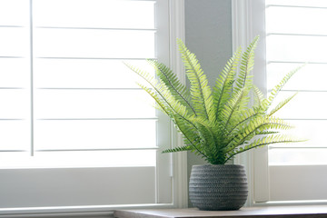 A beautiful fern in a vase indoors by a window.