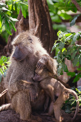 Tanzania, East Africa