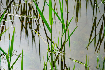 green reed grass in the water, with reflection. Selective focus.