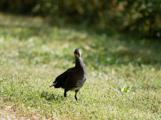 Gallinula chloropus - Gallinule poule-d'eau Juvénile