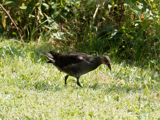 Gallinula chloropus - Gallinule poule-d'eau Juvénile et farouche dans les feuillages et gazon au bord d'un étang