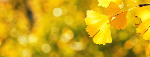 Design concept - Beautiful yellow ginkgo, gingko biloba tree leaf in autumn season in sunny day...