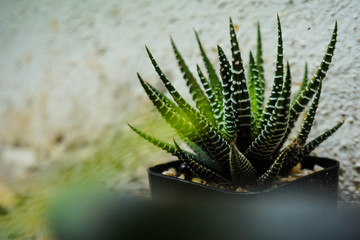 Naklejka na ściany i meble cactus in a pot