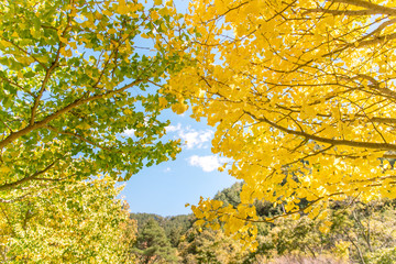 Design concept - Beautiful yellow ginkgo, gingko biloba tree leaf in autumn season in sunny day...