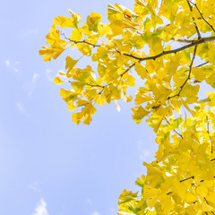 Design concept - Beautiful yellow ginkgo, gingko biloba tree leaf in autumn season in sunny day with sunlight, close up, bokeh, blurry background.
