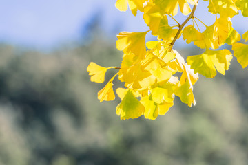 Design concept - Beautiful yellow ginkgo, gingko biloba tree leaf in autumn season in sunny day...