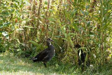 Gallinula chloropus - Gallinule poule-d'eau Juvénile