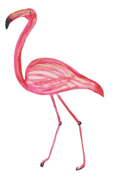 Isolated cute flamingo steps drawn by pencils on a white background. Hand drawing illustration for design, prints, posters, cards, textiles and patterns.